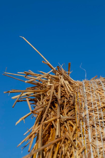 Campo agrícola con montones de paja después de la cosecha de trigo