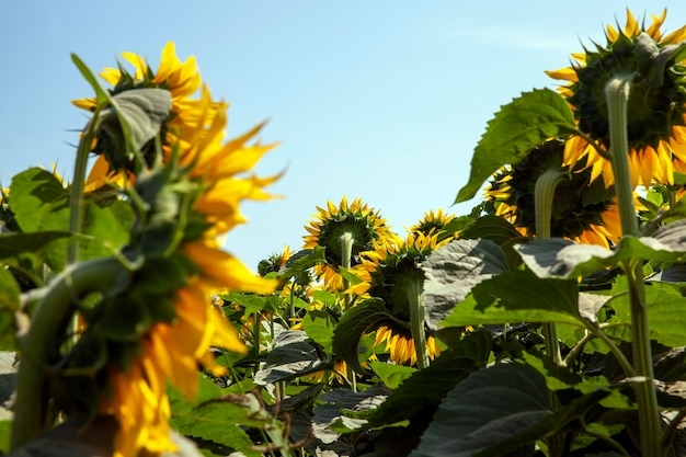 Campo agrícola con muchos girasoles durante la floración.