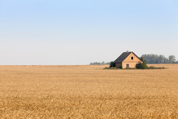 Campo agrícola no qual a casa foi construída