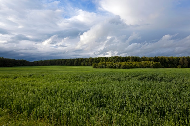 Campo agrícola no qual crescem aveia verde jovem e imatura. Ao fundo, vê-se a floresta. Encoberto.