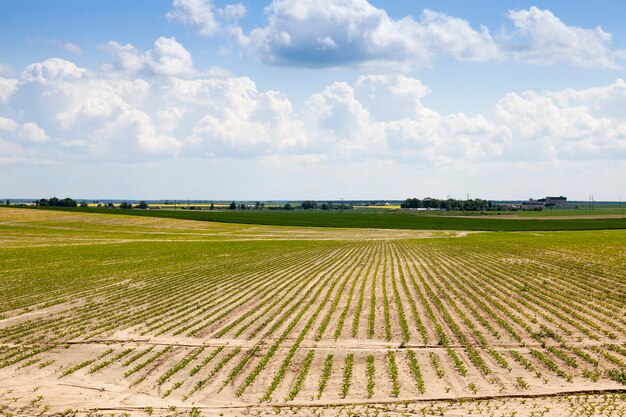 Foto campo agrícola no qual crescem beterrabas.