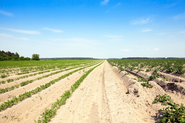 Campo agrícola no qual crescem cenouras jovens verdes, pequena profundidade de batatas de campo, por outro lado