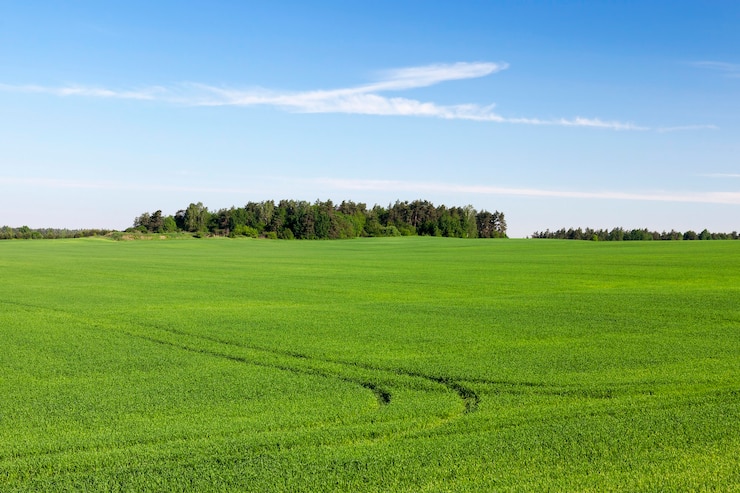 Foto campo agrícola no qual crescem cereais jovens imaturos, trigo. céu azul ao fundo