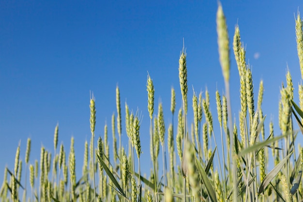Campo agrícola no qual crescem cereais jovens imaturos, trigo. Céu azul ao fundo