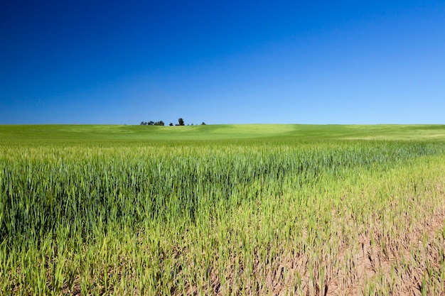 Campo agrícola no qual crescem cereais jovens imaturos, trigo. Céu azul na superfície