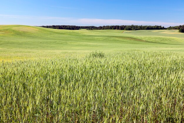 Campo agrícola no qual crescem cereais jovens imaturos, trigo. céu azul no