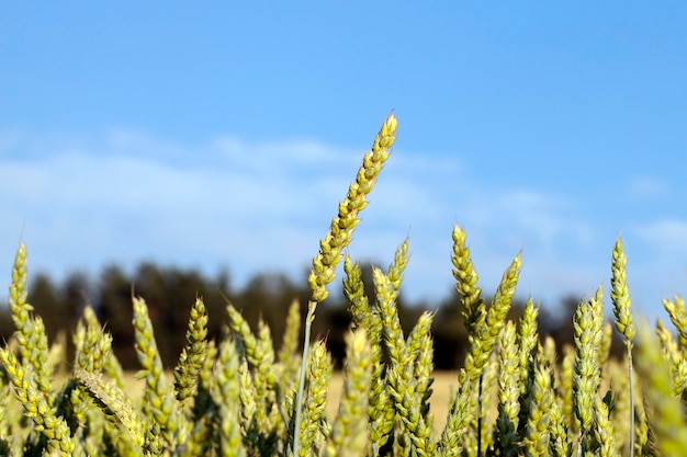 Campo agrícola no qual crescem cereais jovens imaturos, trigo. Céu azul no