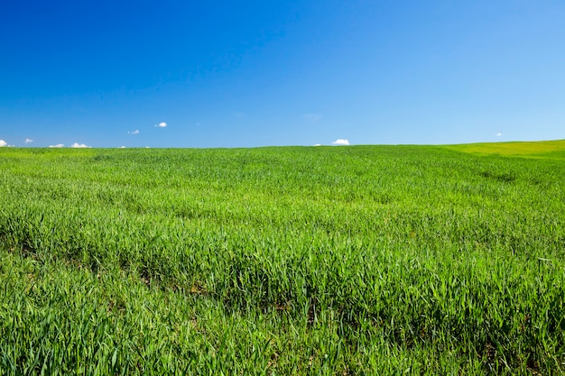 Campo agrícola no qual crescem cereais jovens imaturos, trigo.