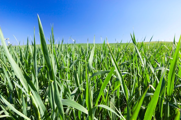 Campo agrícola no qual crescem cereais jovens imaturos, trigo.