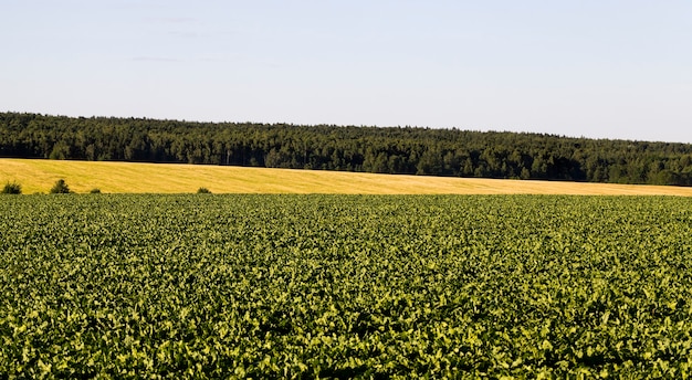 Foto campo agrícola no qual se cultiva beterraba sacarina, atividades para obtenção de comida vegetariana