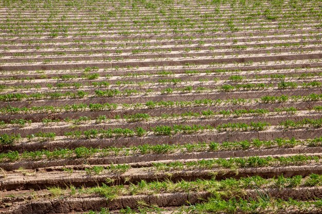 Campo agrícola onde as cenouras são cultivadas