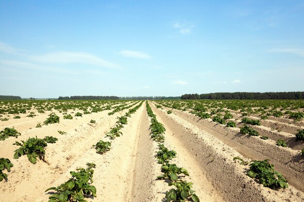 Campo agrícola onde batatas, batatas verdes verdes