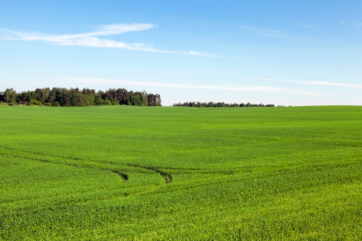 Foto campo agrícola onde cresce grama de trigo verde verde, paisagem, céu azul e árvores