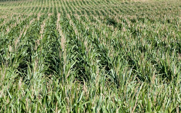 Campo agrícola onde cresce milho verde nos dias quentes de verão. Produção industrial de grãos de milho para a indústria alimentícia e pecuária