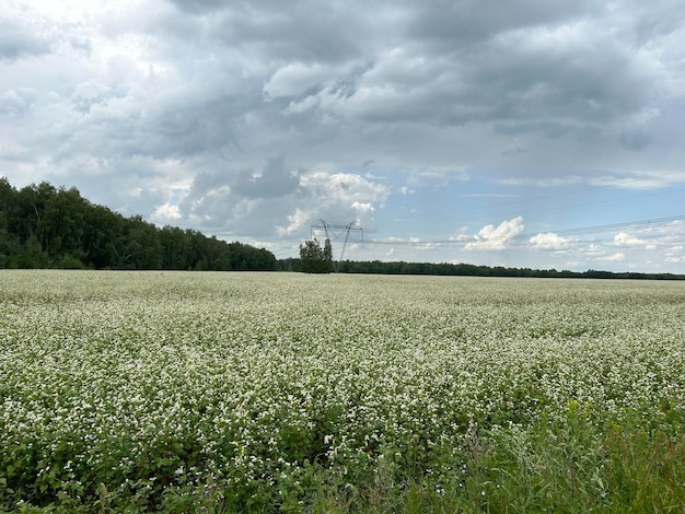 Campo agrícola onde floresce o trigo sarraceno um grande número de plantas de trigo sarracento durante a floração no