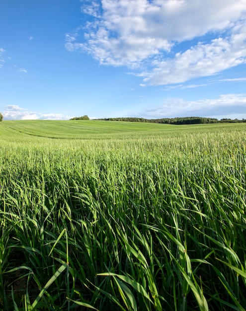 Campo agrícola onde o trigo é cultivado