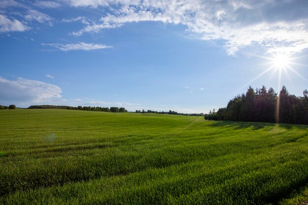 Campo agrícola onde o trigo é cultivado