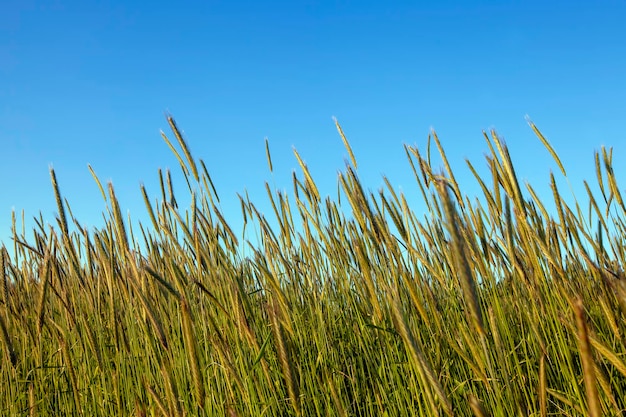 Campo agrícola onde o trigo é cultivado