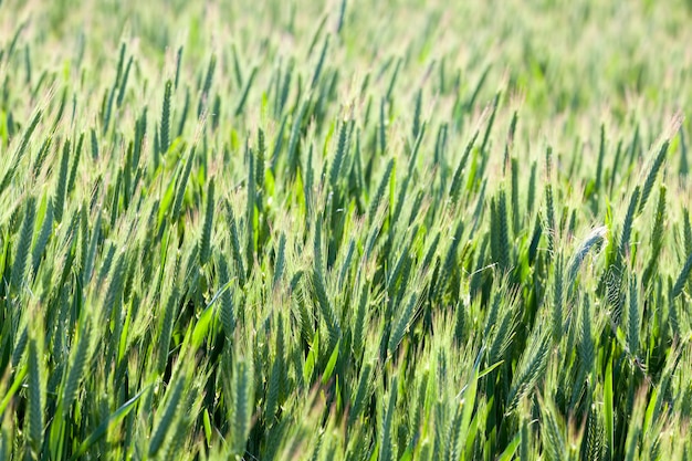 Campo agrícola onde o trigo verde cresce