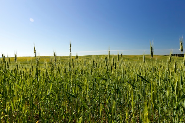 Campo agrícola onde o trigo verde cresce