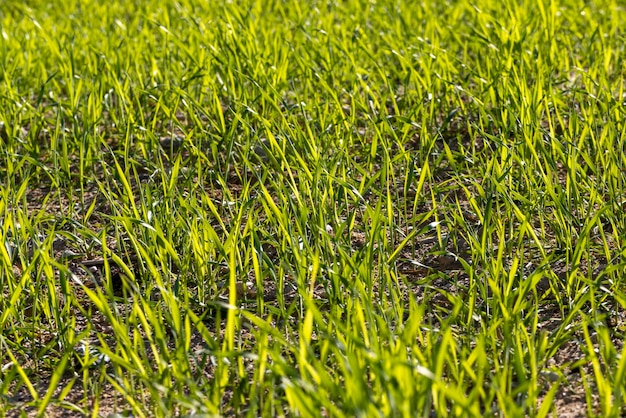 Campo agrícola onde o trigo verde verde cresce