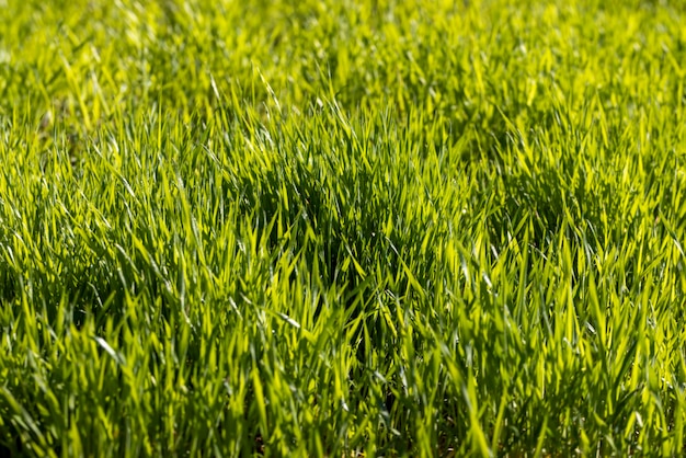 Campo agrícola onde o trigo verde verde cresce