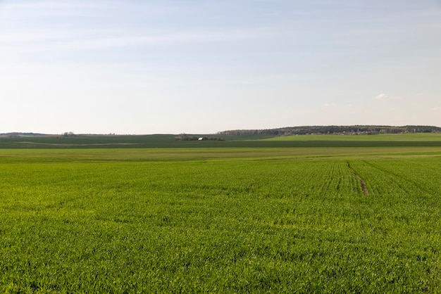 Campo agrícola onde o trigo verde verde cresce