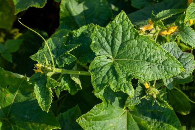 Campo agrícola onde os pepinos são cultivados