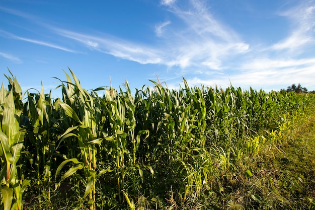 Campo agrícola onde se cultiva milho