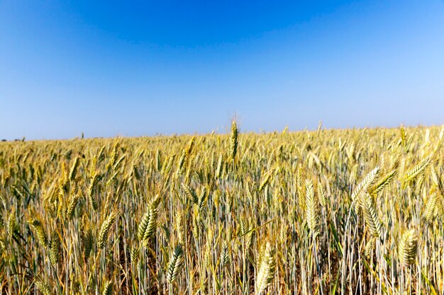 Campo agrícola onde se cultiva o trigo, que amadureceu, amarelou e está pronto para a colheita. close up tomado com uma pequena profundidade de campo no verão.