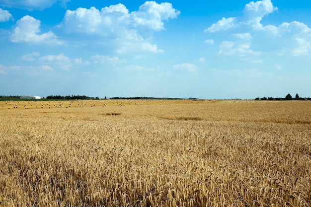 Campo agrícola onde um fazendeiro cultiva cereais. campo de trigo