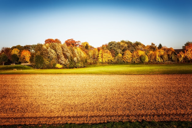 Foto campo agrícola de oro con árboles y cielo despejado. paisaje otoñal. belleza en la naturaleza