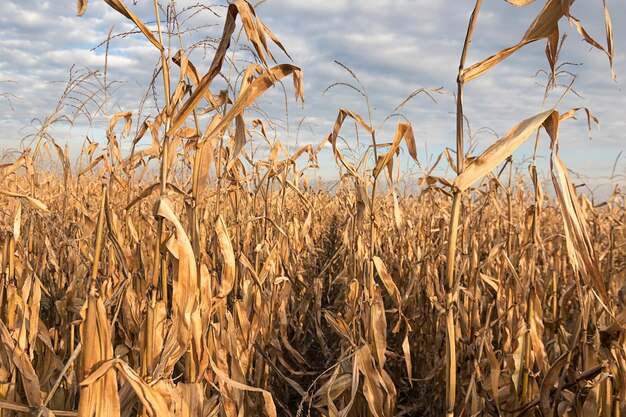 Campo agrícola con otoño de maíz. Otoño del campo de maíz.