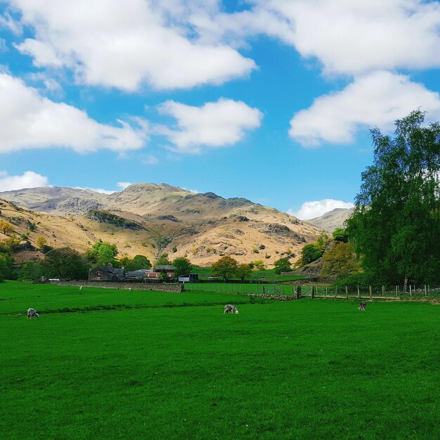 Foto campo agrícola con ovejas pastando en el fondo de la montaña y cielo azul con grandes nubes esponjosas