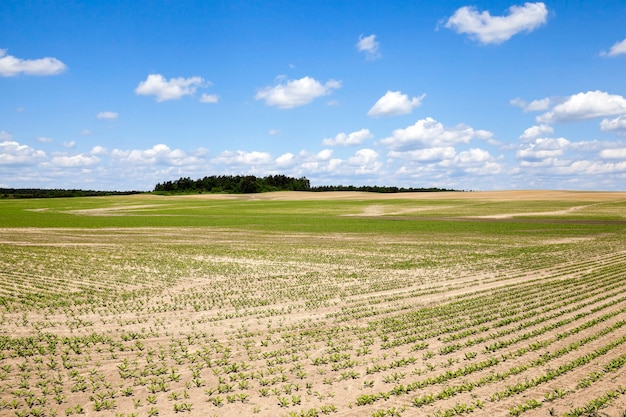 Campo agrícola para o cultivo