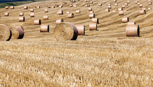 Campo agrícola con pilas de paja de centeno