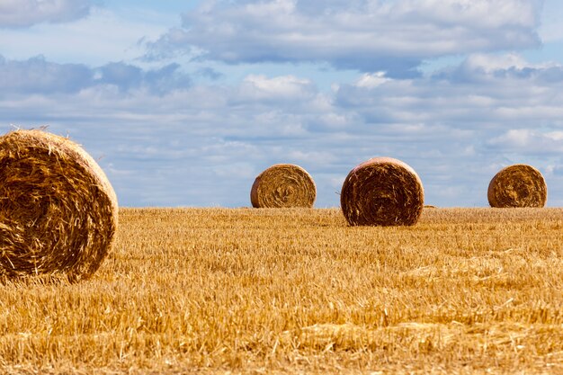 Campo agrícola con pilas de paja de centeno