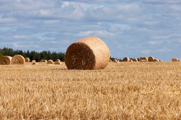 Campo agrícola con pilas de paja de centeno