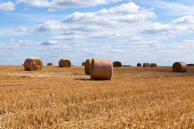 Campo agrícola con pilas de paja de centeno