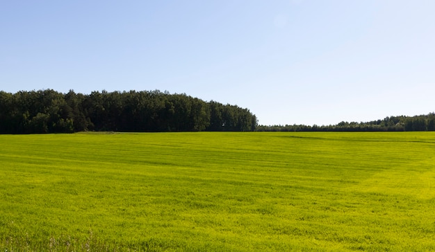 Foto campo agrícola plantado con pasto verde, clima soleado en primavera, colores ricos