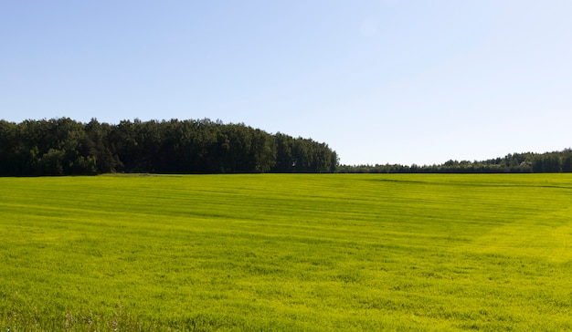 Campo agrícola plantado con pasto verde, clima soleado en primavera, colores ricos