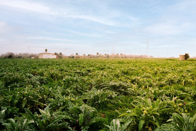 Campo agrícola plantado con plantas de alcachofa