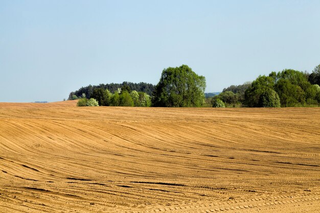 Campo agrícola con plantas agrícolas que proporcionan seguridad alimentaria, hortalizas útiles agricultura ecológica