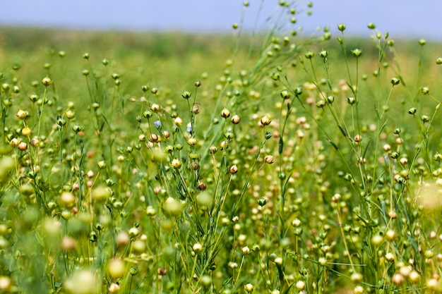 Campo agrícola con plantas de lino, el lino se ha desvanecido y se pueden cosechar plantas para la fabricación de hilos y telas de lino.