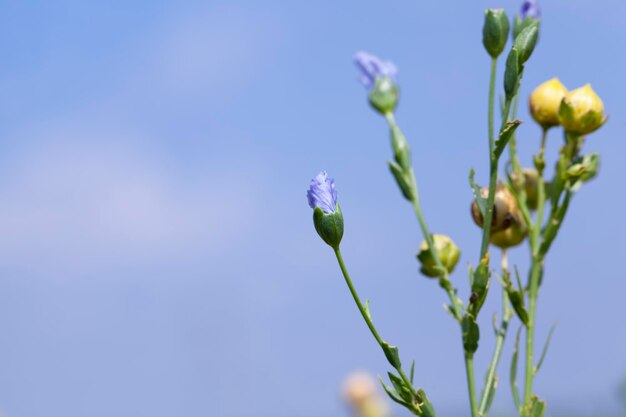 Un campo agrícola con plantas de lino.