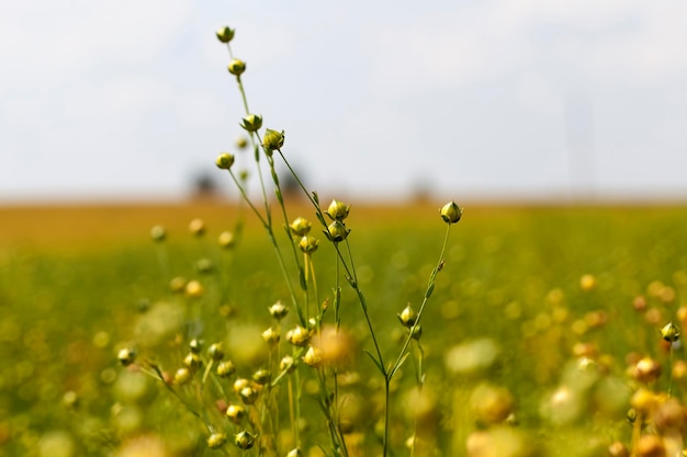 Un campo agrícola con plantas de lino.