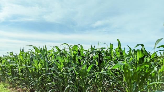 Campo agrícola con plántulas de maíz en un día soleado