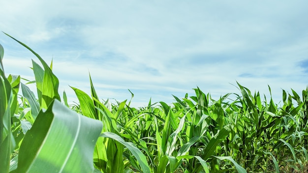 Campo agrícola con plántulas de maíz en un día soleado