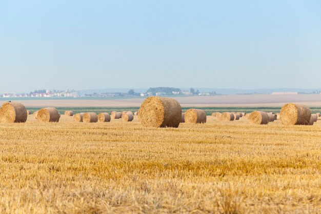 Campo agrícola en el que la cosecha de cereales, trigo.