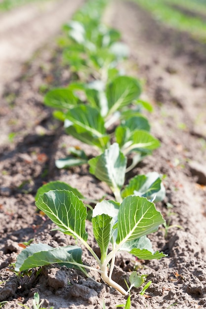 Campo agrícola en el que crece la col verde, agricultura